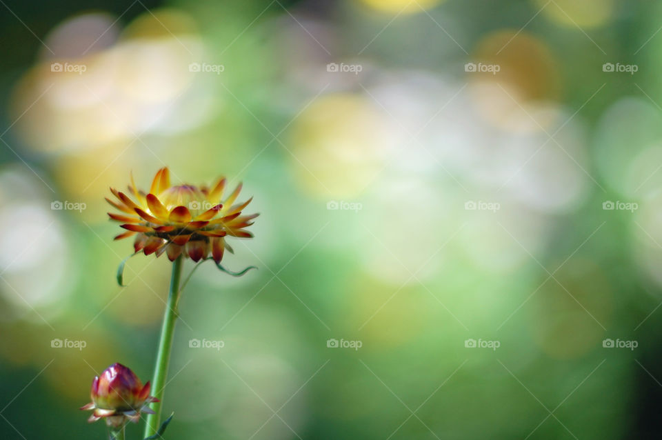 Close up of a beautiful flower bloom with a blurry background