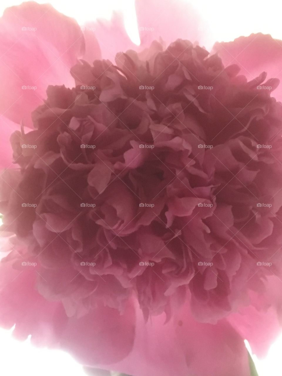 Soft sunlight filter - pink peony rose 