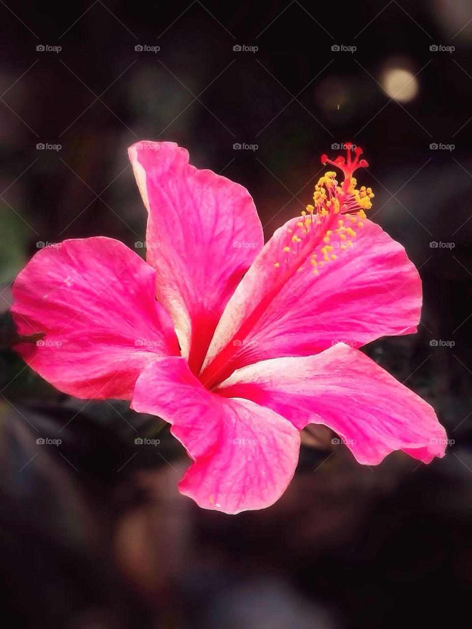 Close-up of pink hibiscus