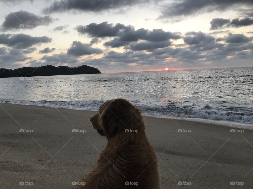 Hermoso golden retriever disfrutando de un atardecer en la playa 