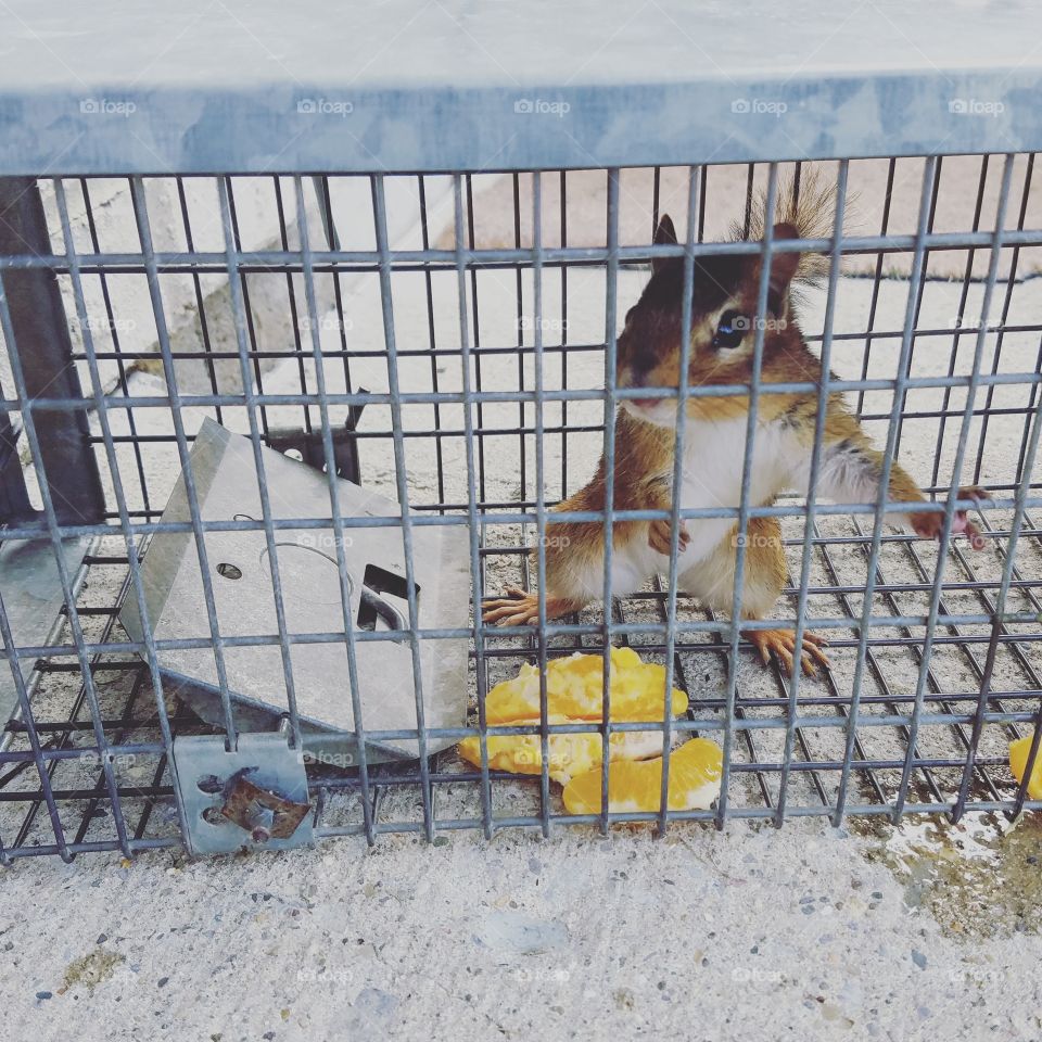A chipmunk in a trap (was peacefully relocated)