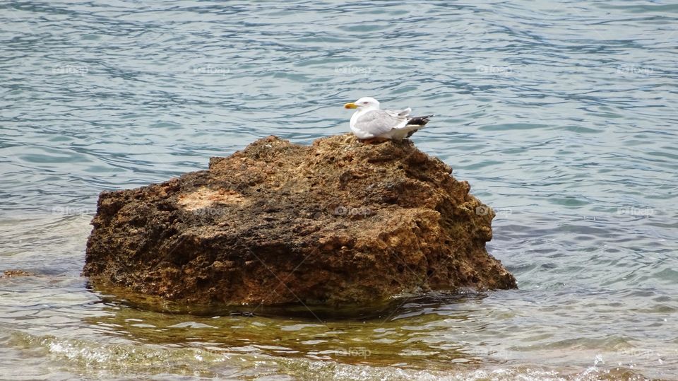 Gull on rock. Gull sitting on rock