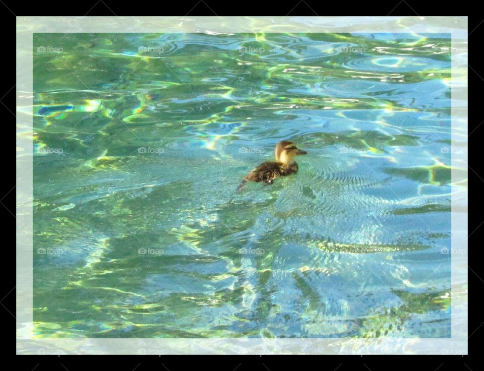 duckling