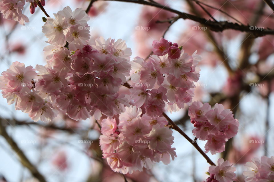 Cherry blossoms 