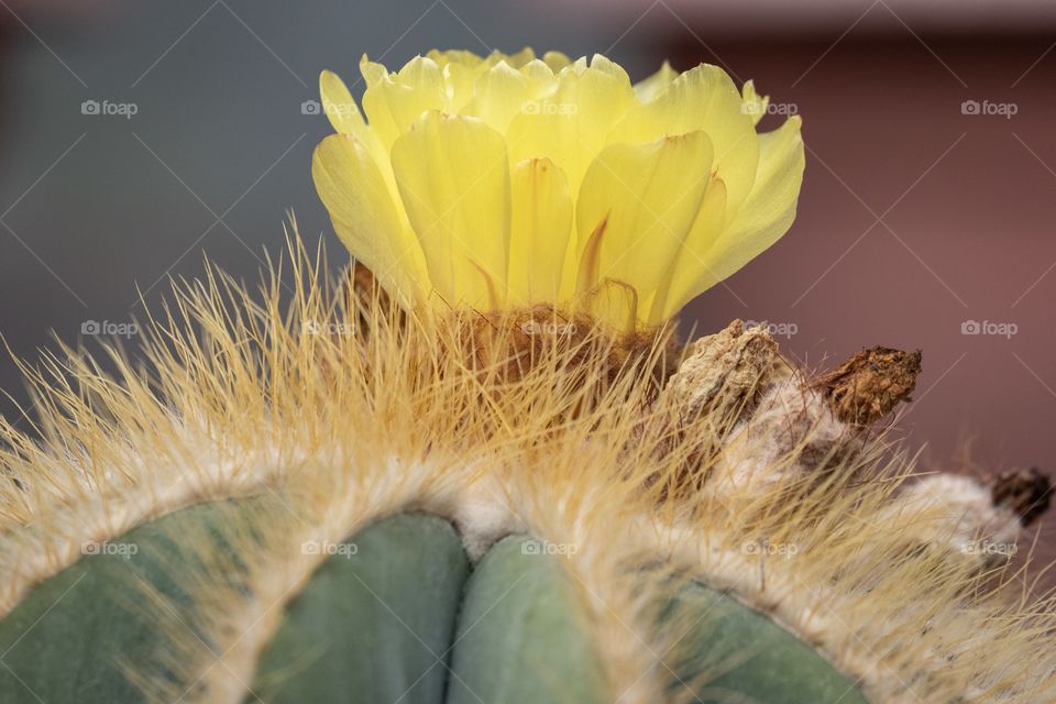 Beautiful cactus flower