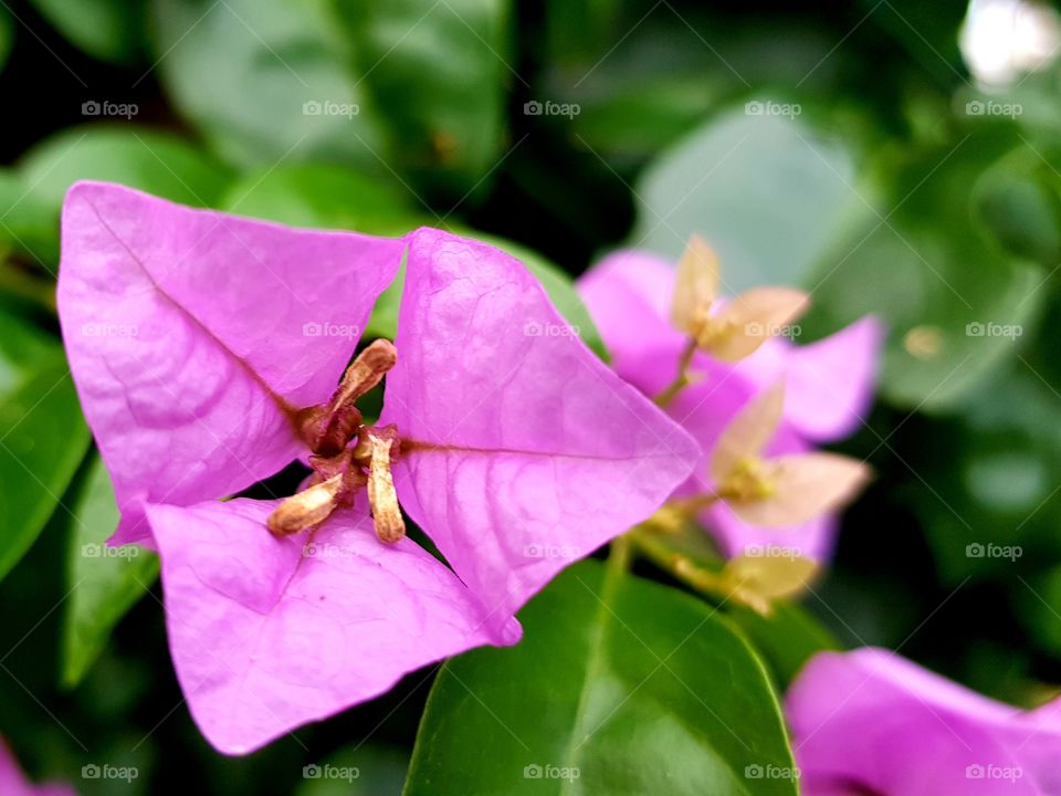 Closeup - Rose flower - Bougainvillea spectabilis