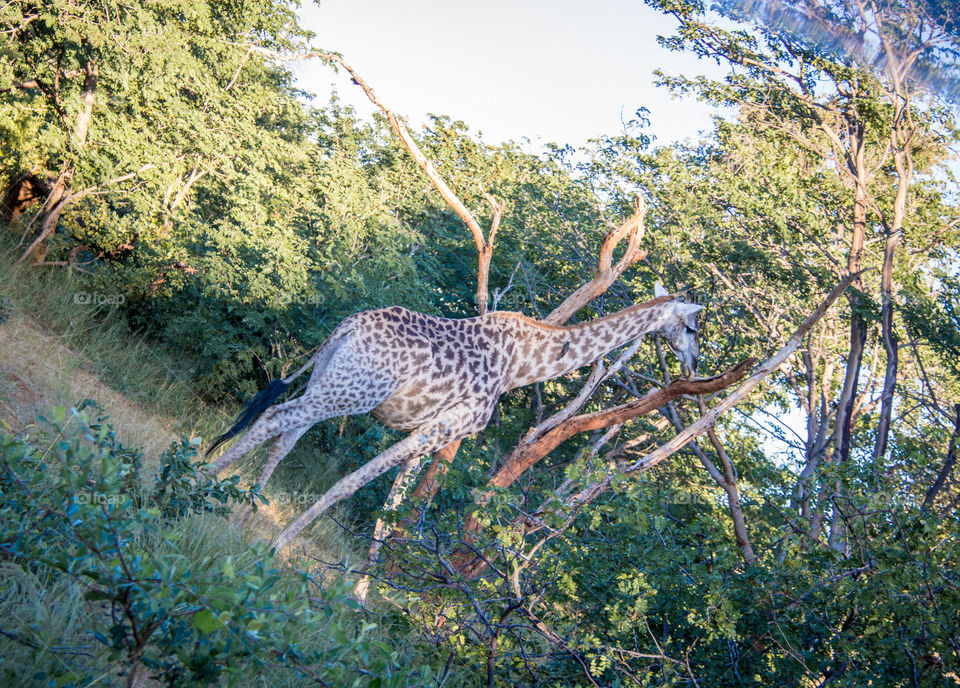 Giraffes in Zambia 