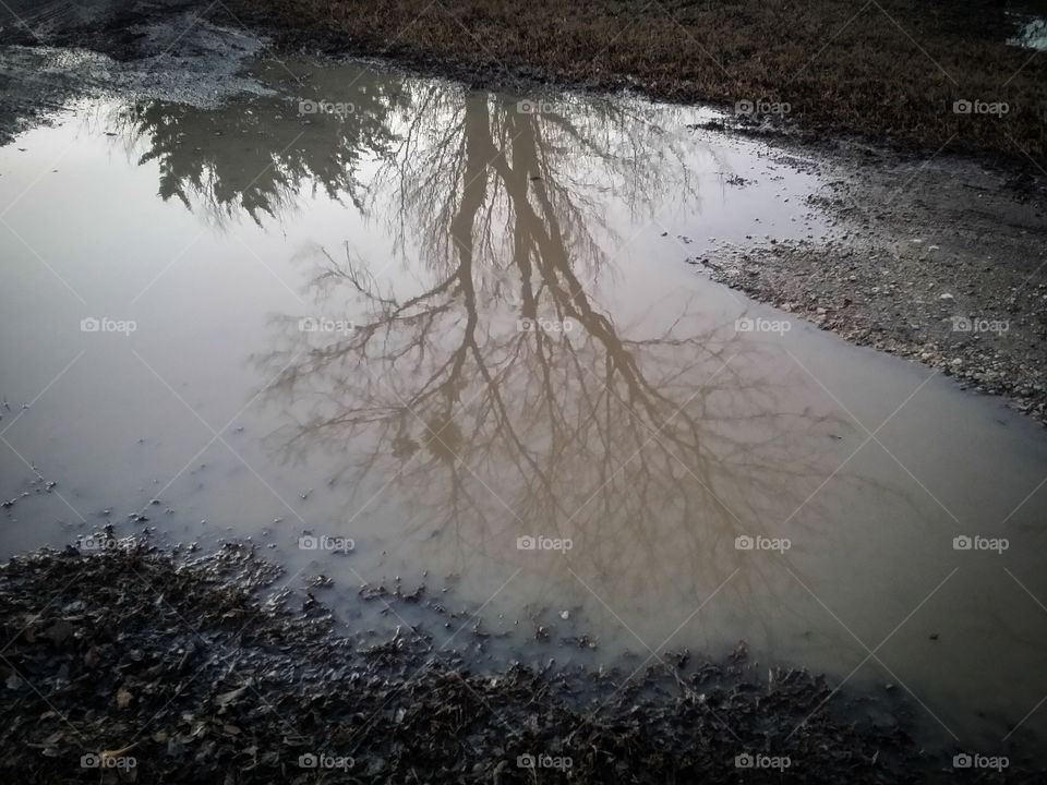 Tree Reflection