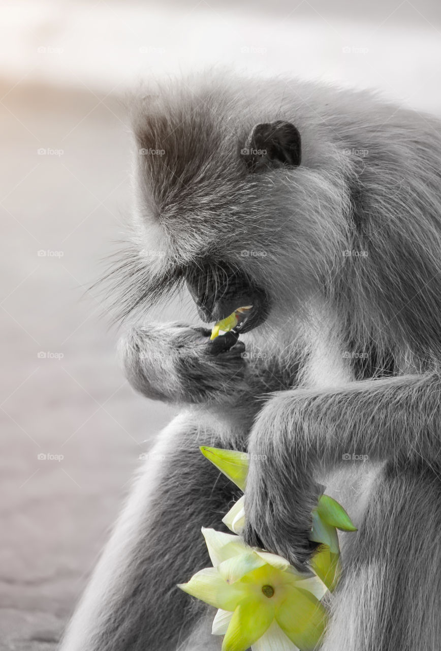 Monkey eating flower