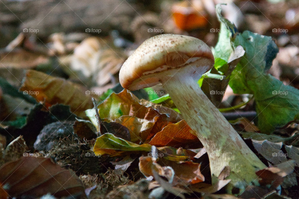 Mushroom growing in a woodland 