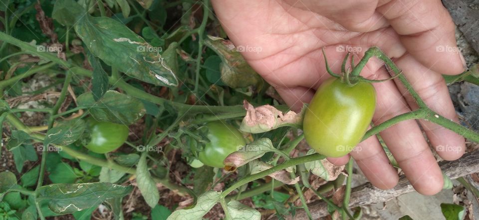 Tomatoes and hands