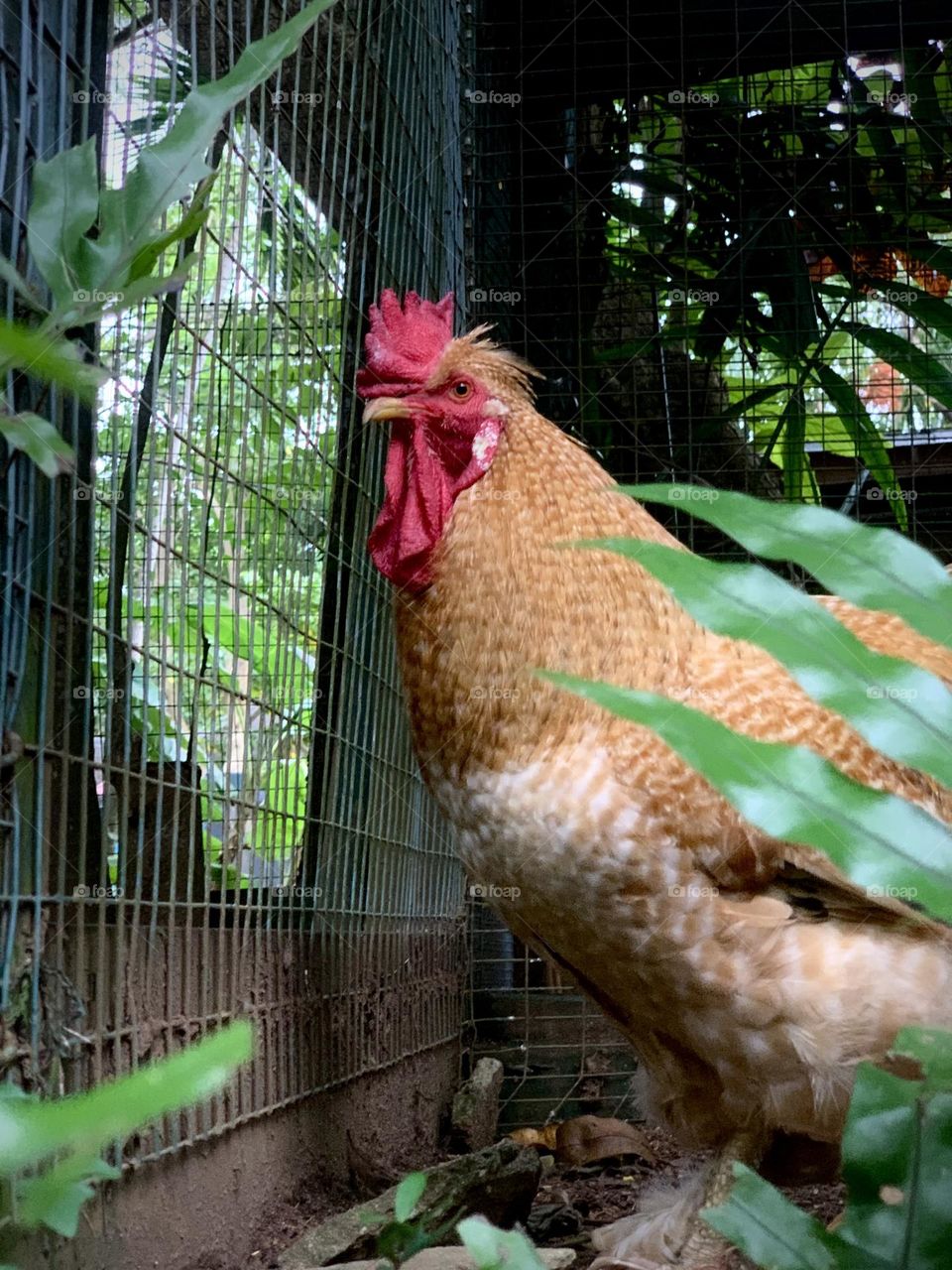 Chicken standing on the barn looking. 