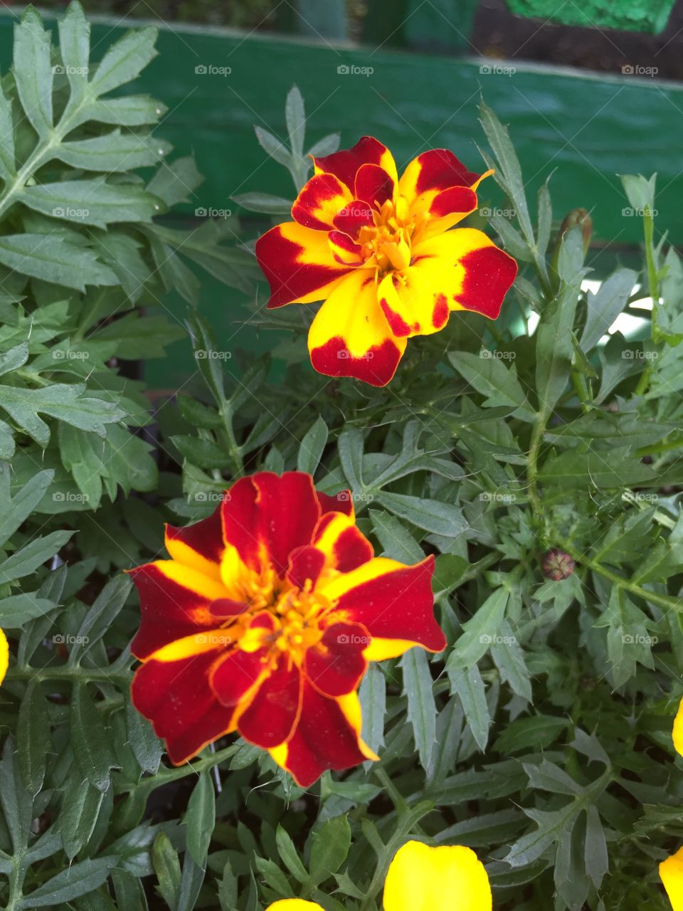 Bright bi-color red and yellow flowers.