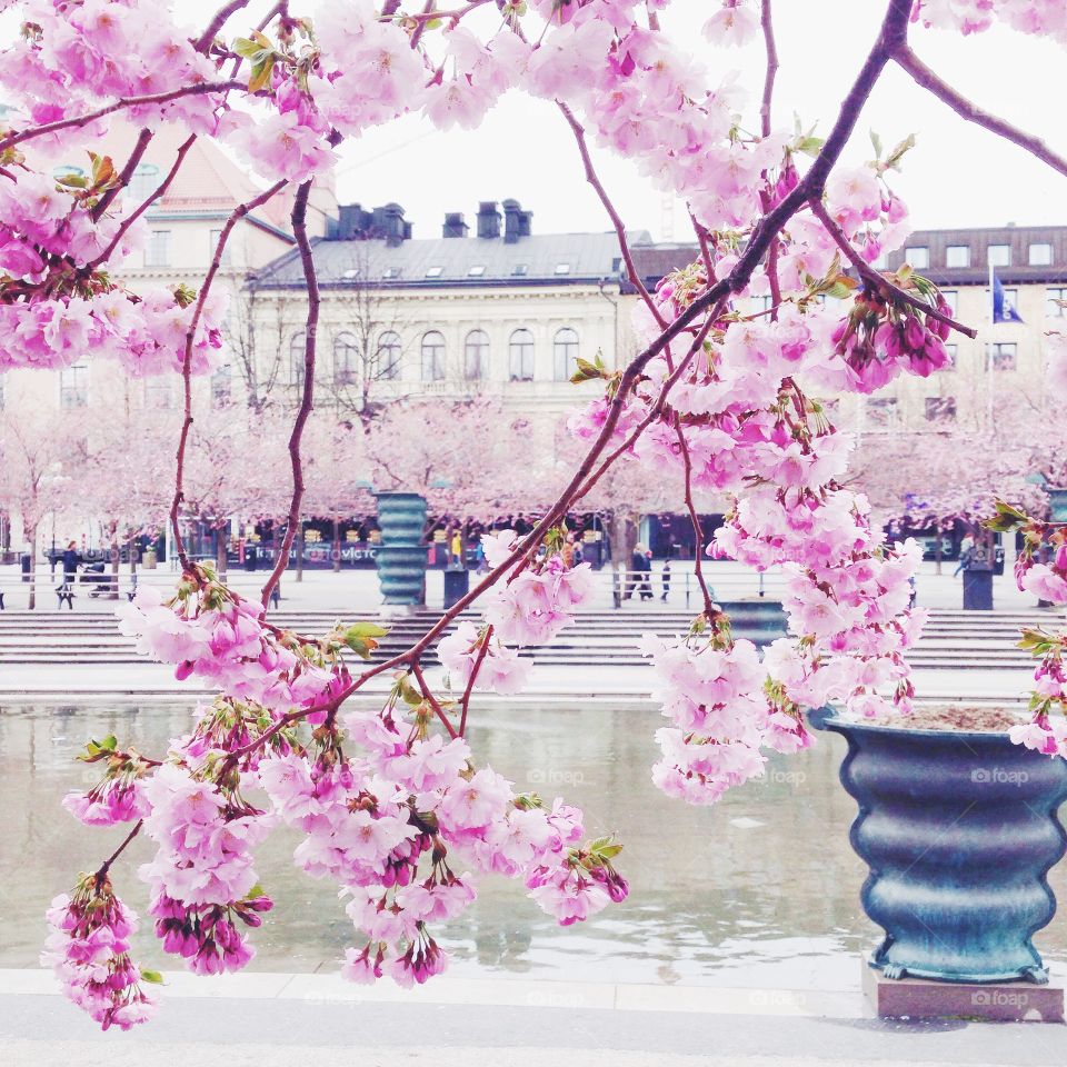 cherry blossom stockholm