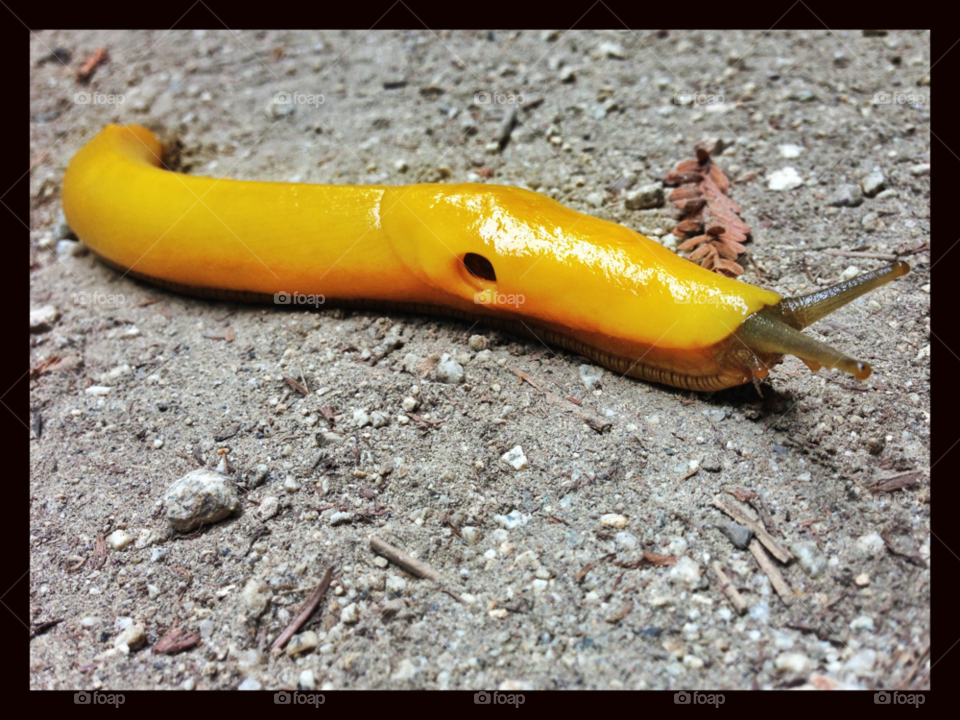 nature banana slug by da123nce