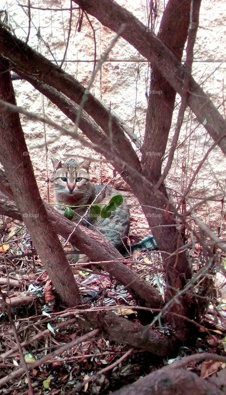 Young adorable cat sit and looking in nature