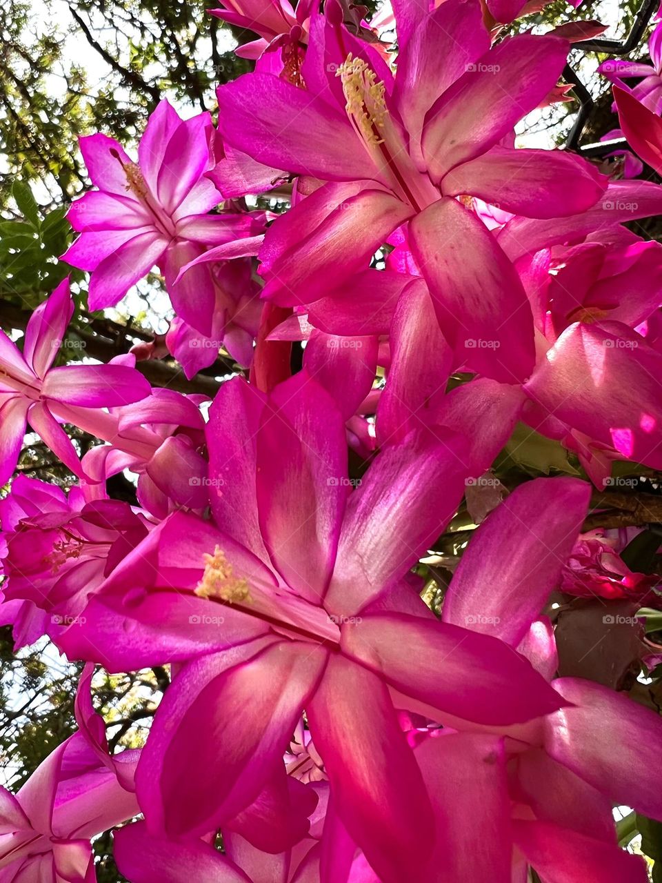 Pink flowes