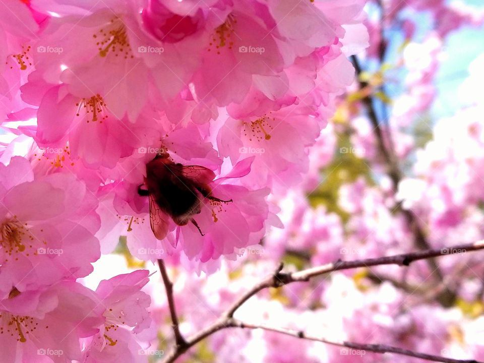 Cherry blossom with bumblebee