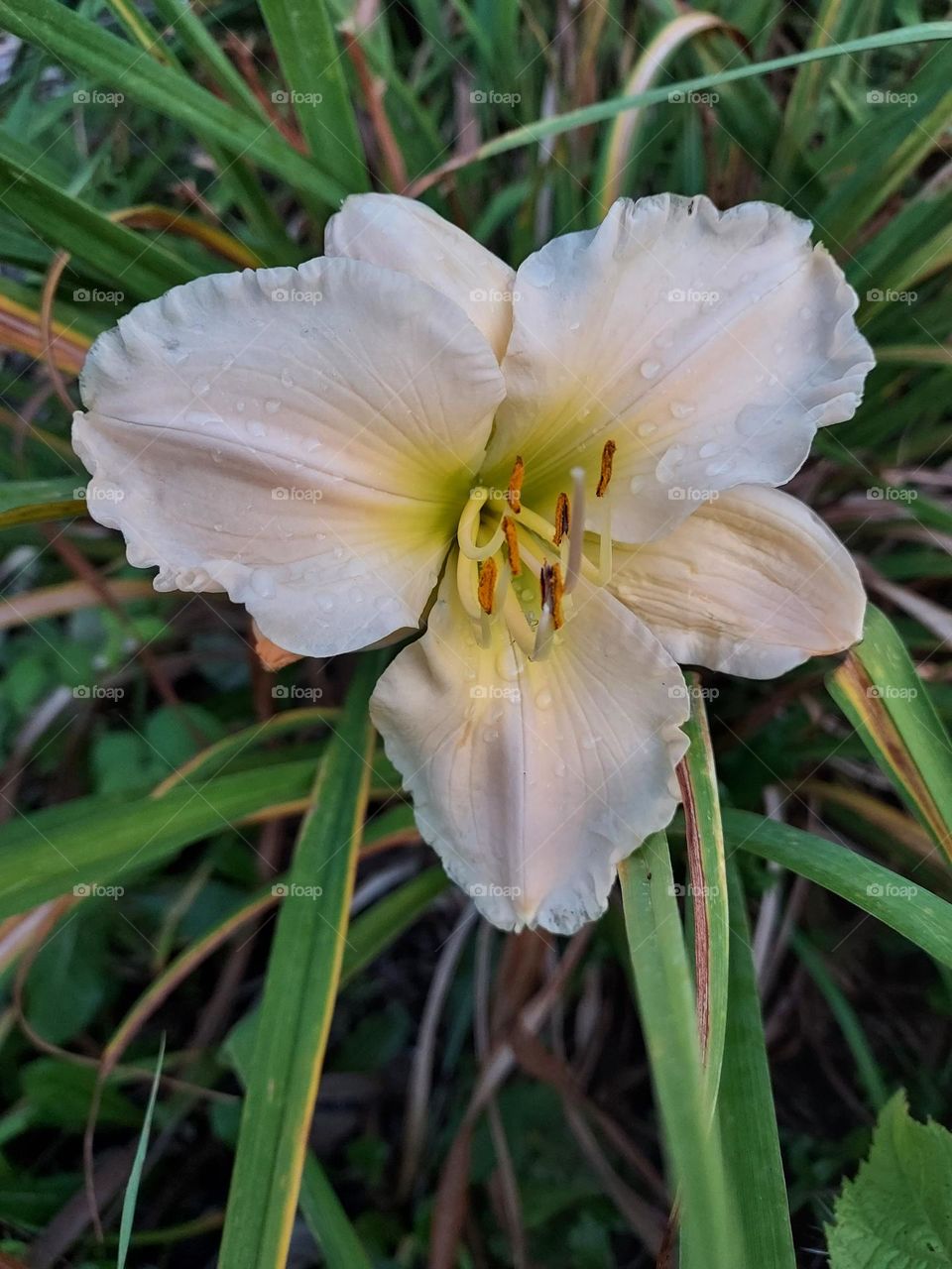 palest peach day lily