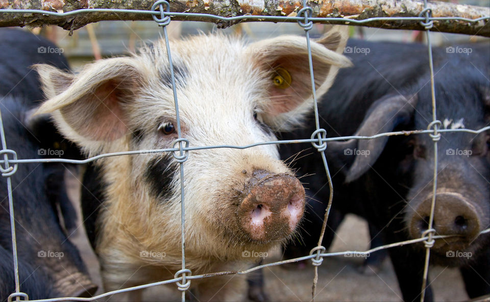 Pig portrait.