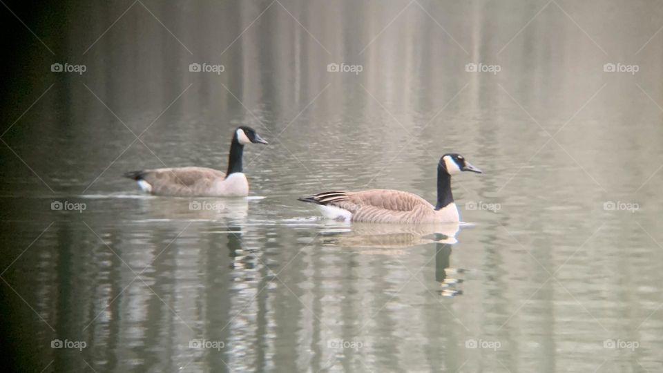 Two geese are a match made in nature. Here, a pair of them swim together, on a freezing winter day, in Ohio. 