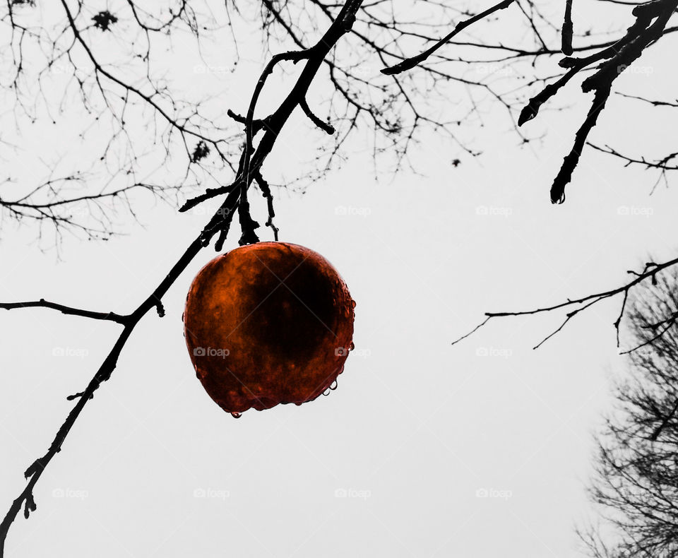 Tree, Winter, Branch, Nature, No Person