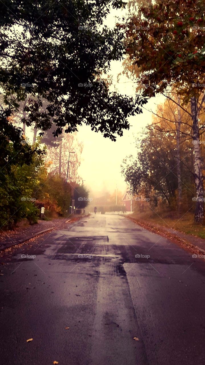 foggy morning in the street