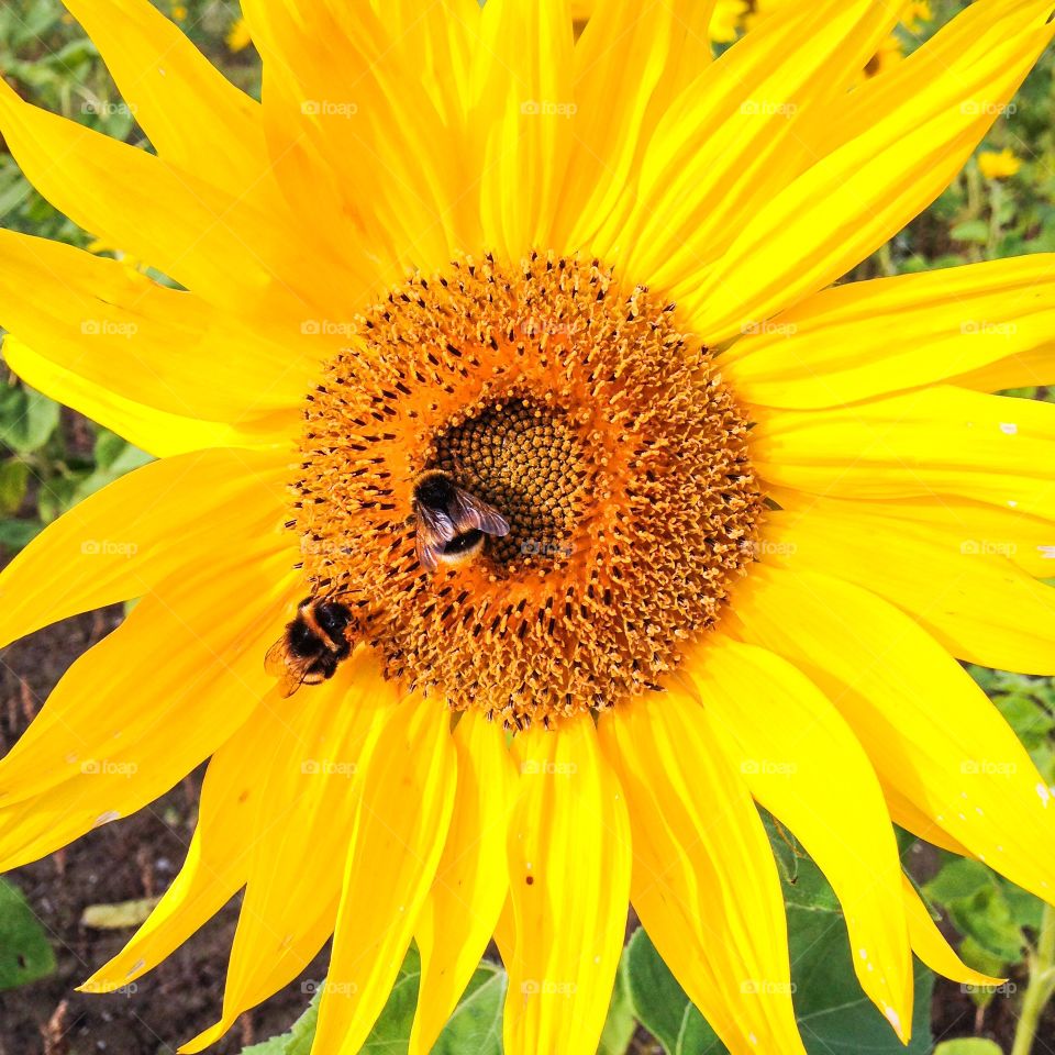 sunflower and bees