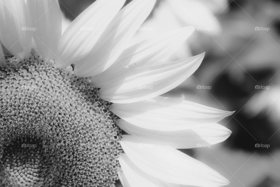 Black and white sunflower