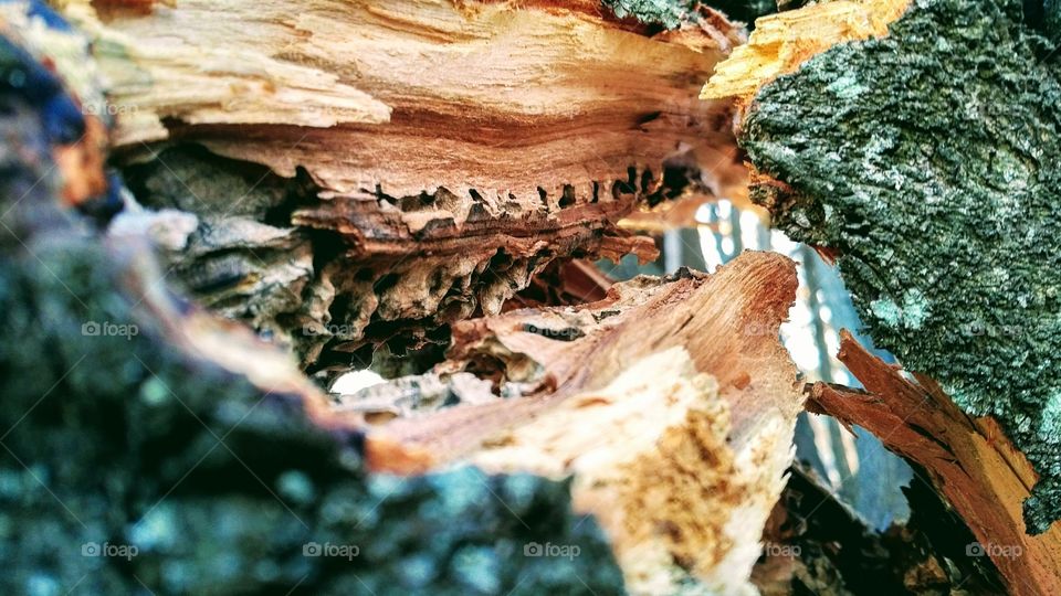 Broken Tree Hollowed Out by Termites