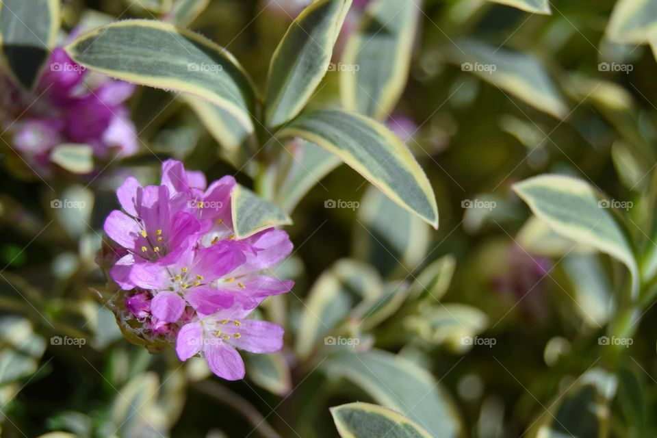 A small cluster of light purple perennial flowers blossom under spring sunshine in a garden in the north of England.