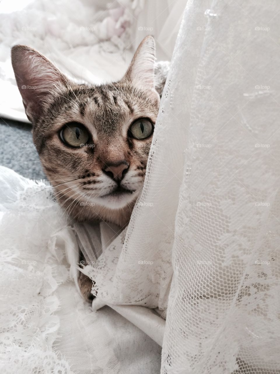 Close-up of a tabby cat near lace curtain