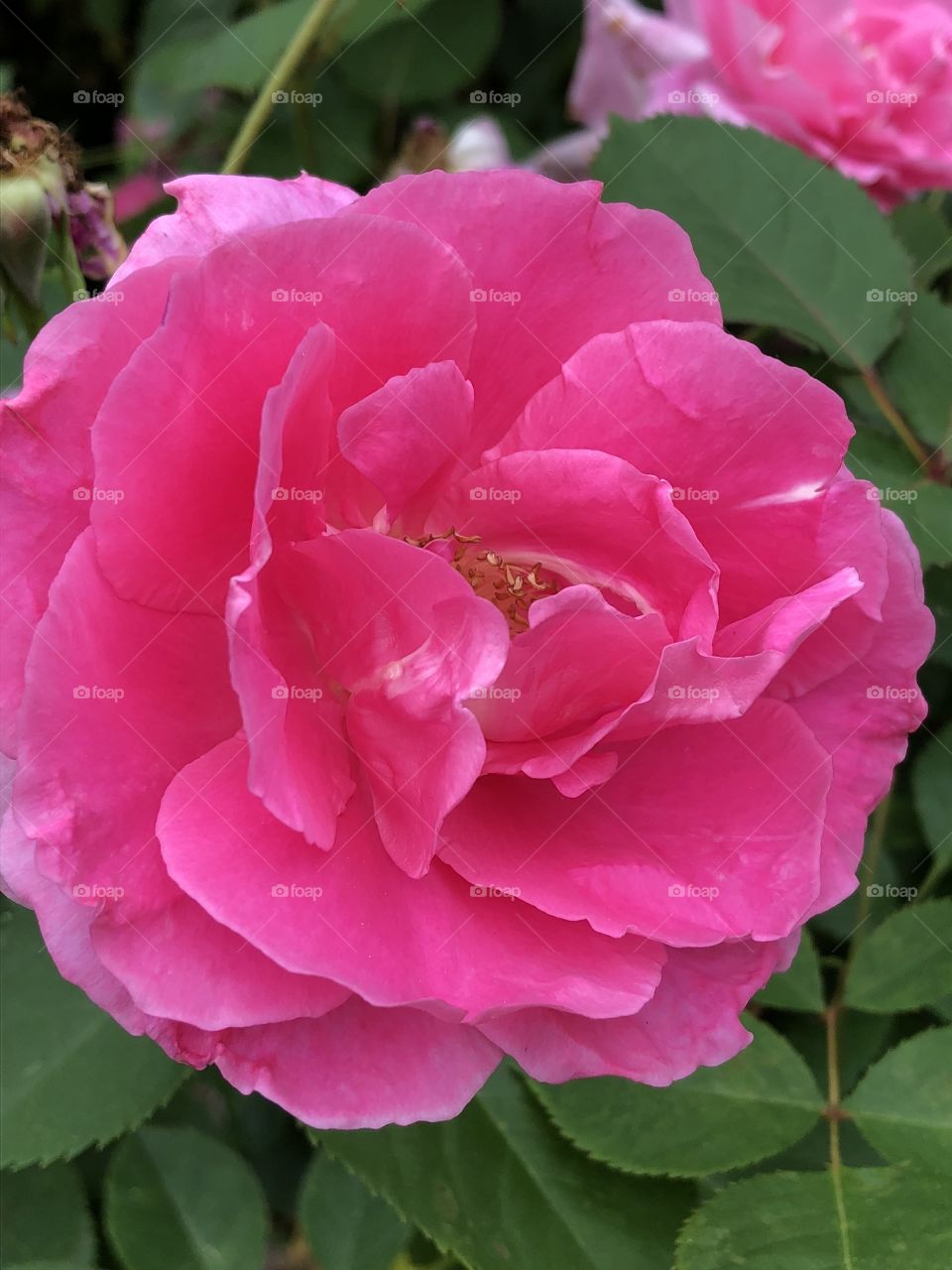 A beautiful picture of a pink rose blossom! Picture taken in Colonial Park in Somerset, NJ. 