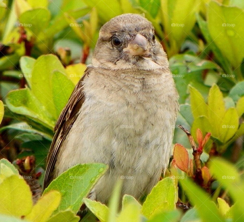 Bird in the bush