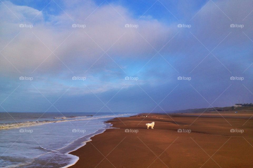 American Eskimodog series