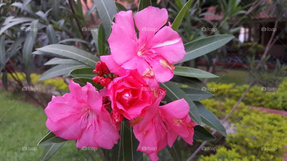 flowers blooming throughout the day