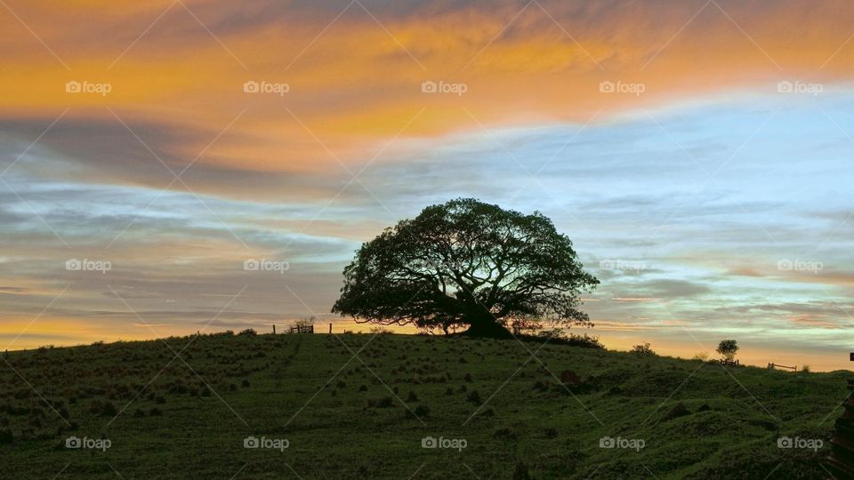 natural tree