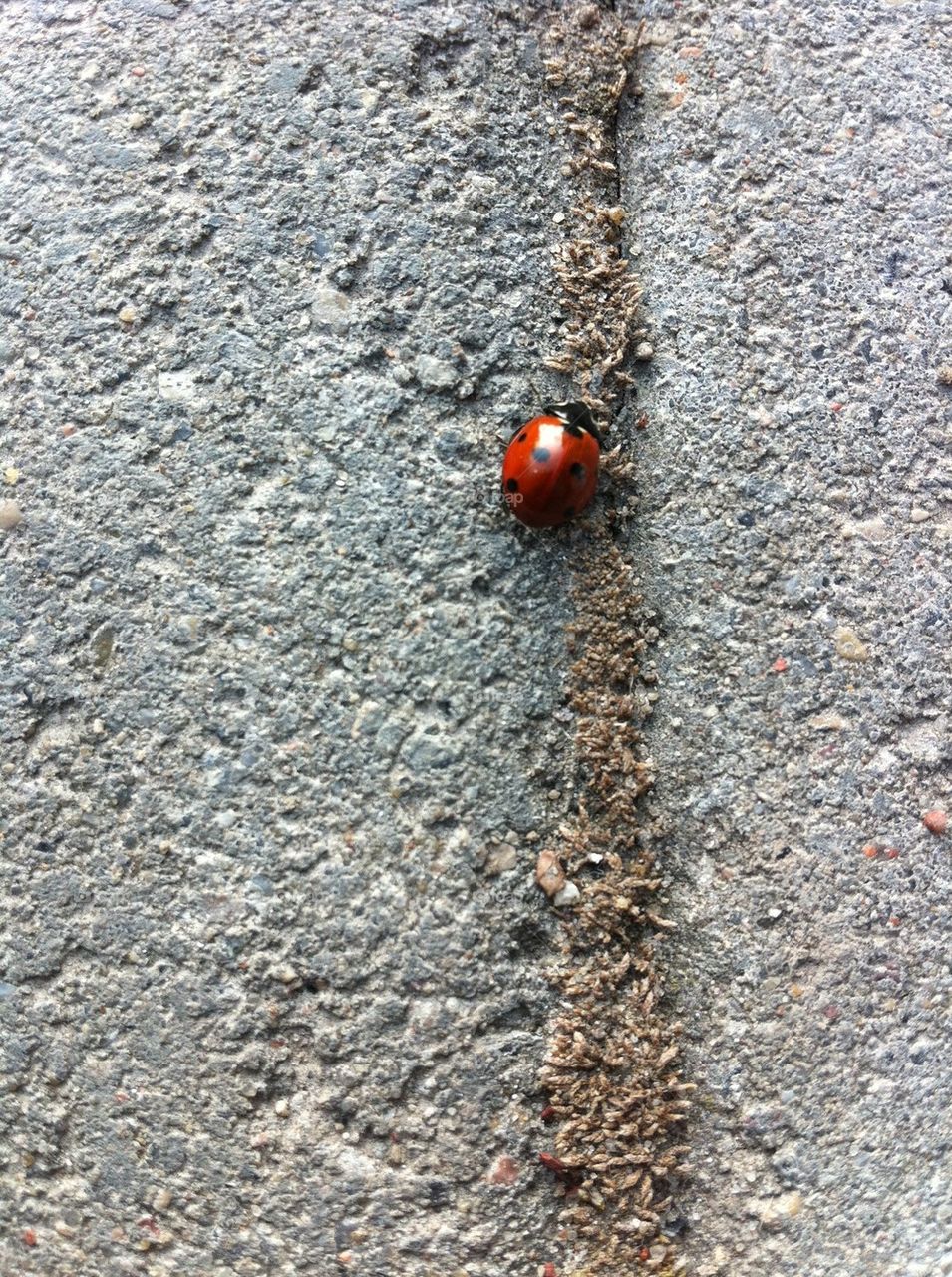 Ladybird