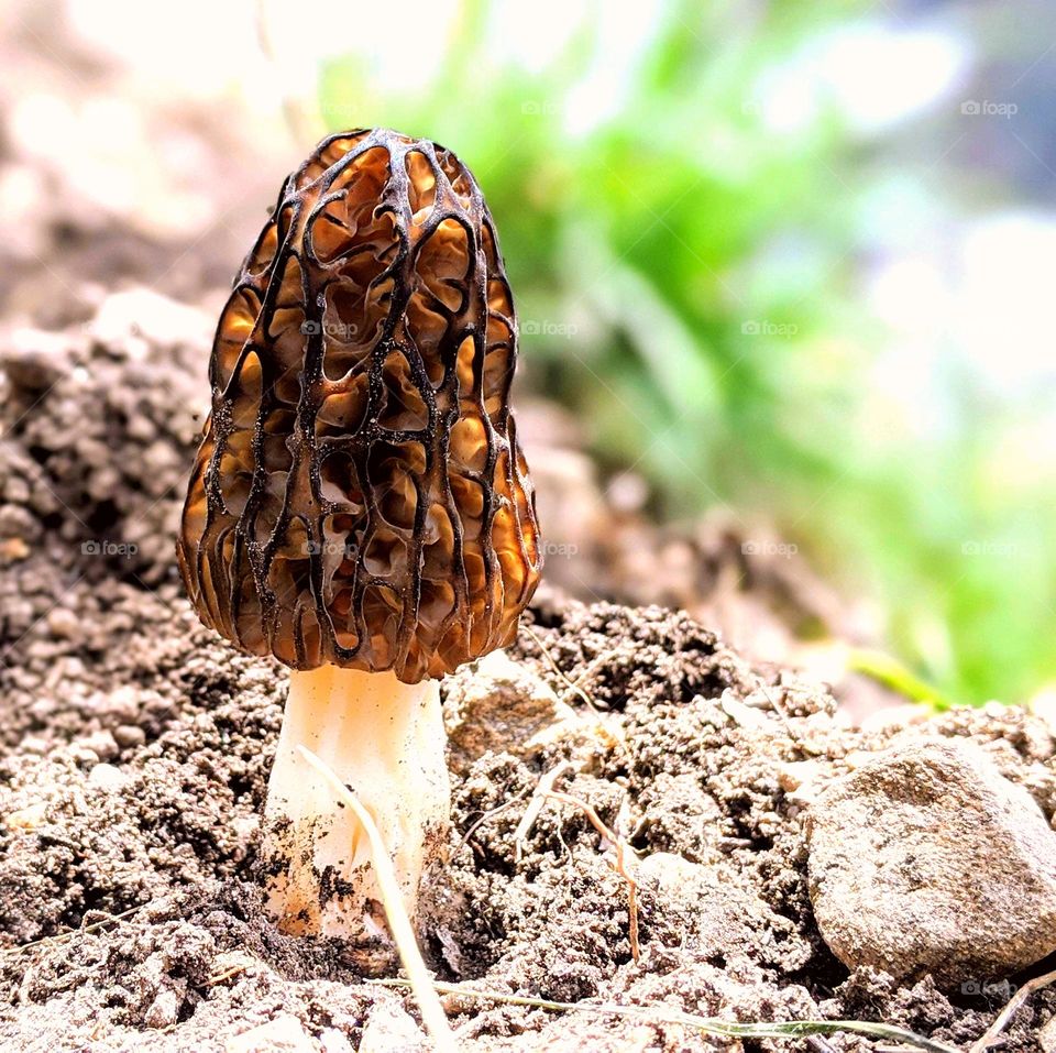 Nature's gift of nutrition