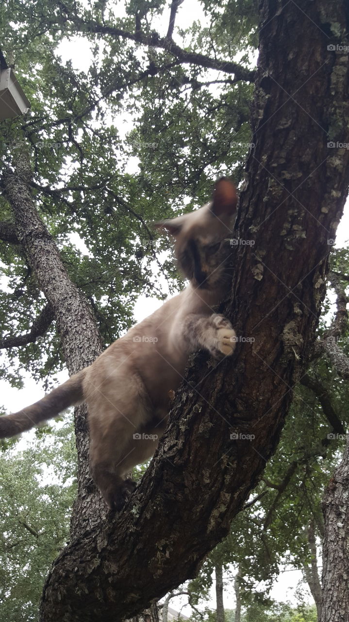 Lily the Adventure Cat climbing a tree