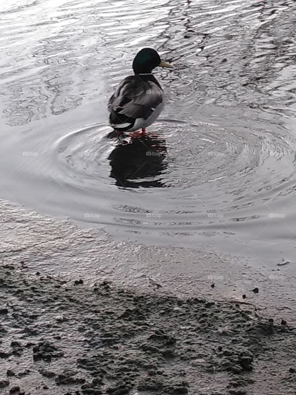 Duck swimming in a canal creek in winter in Denver, Colorado