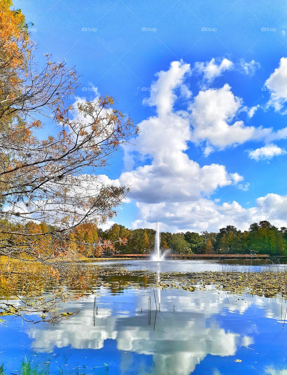 Blue sky and white clouds reflected in the lake at Lake Lily Park in Maitland, Florida.