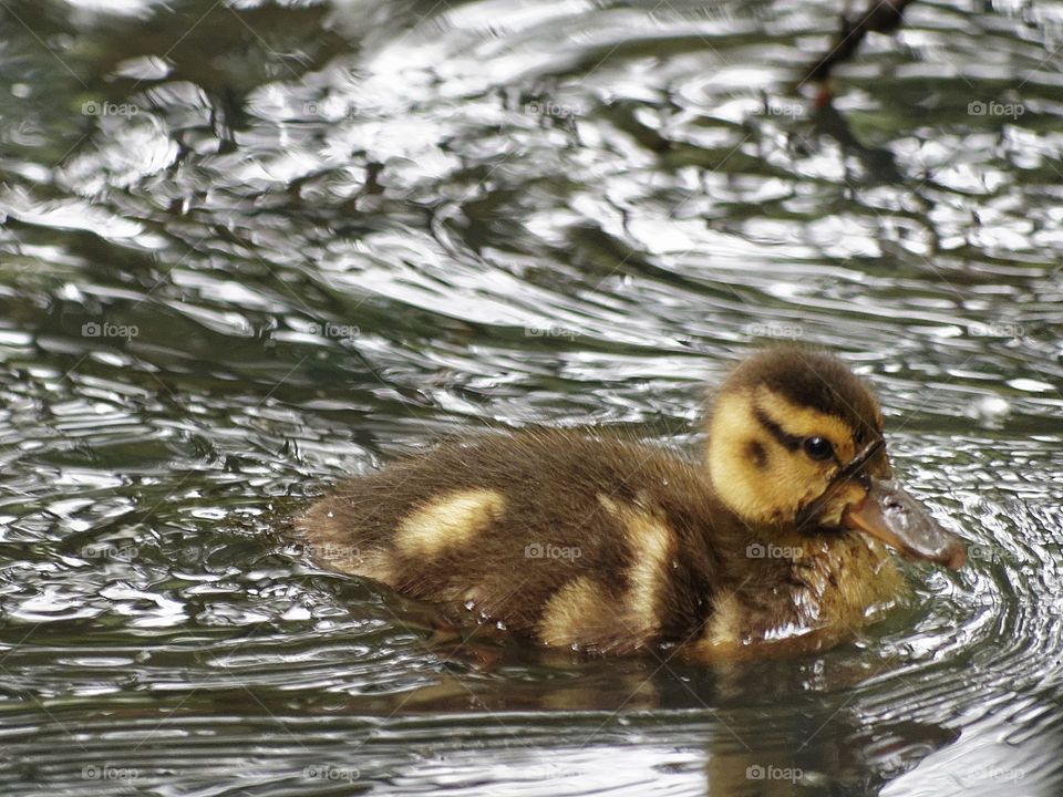 Muddy Beak. Duckling foraging along the shore.