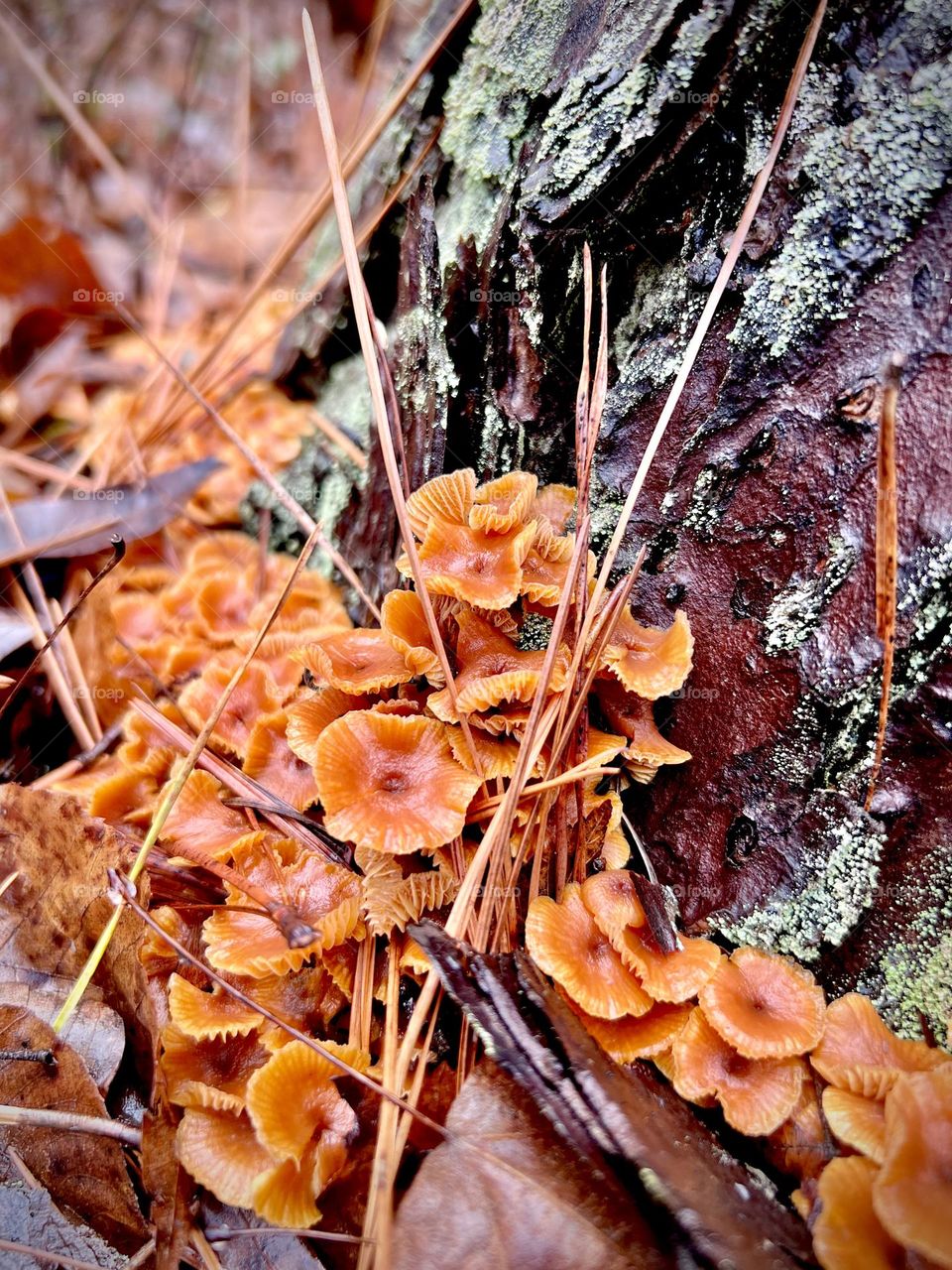Plethora of orange mushrooms around the base of a pine tree
