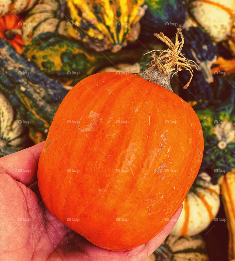 It’s fall. It’s finally fall! Hooray for pumpkins!