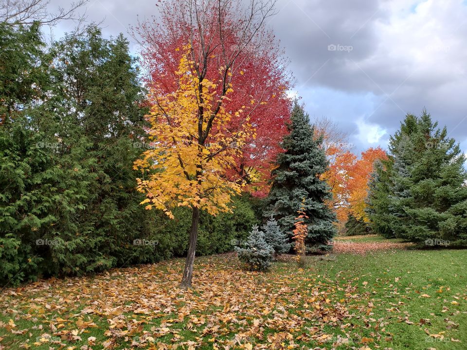 fall colors