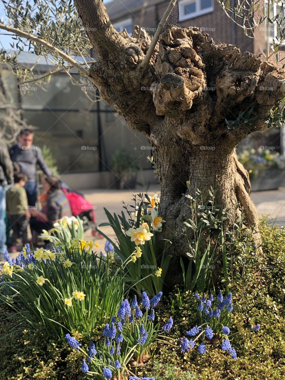 The bold tree is definitely the center of attention and the small colorful flowers seemed like accessories that serve to enhance the warm color of the tree.