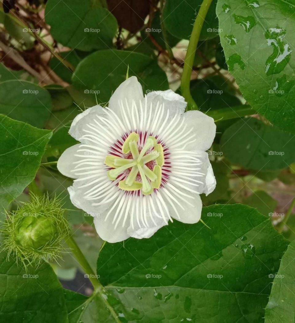 indian design flower