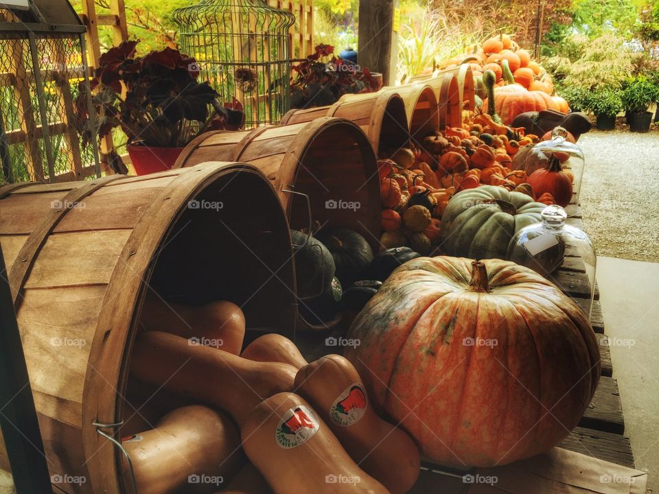 Collection of Pumpkins