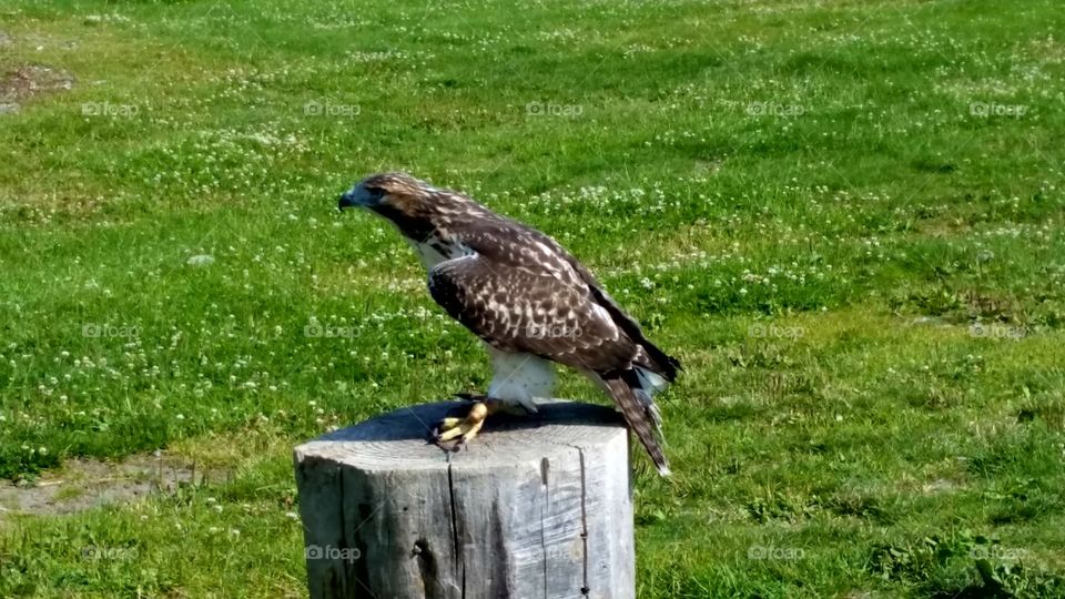 Hawk on the stomp